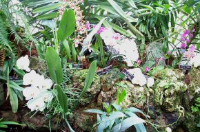 Orchids and More Orchids.jpg